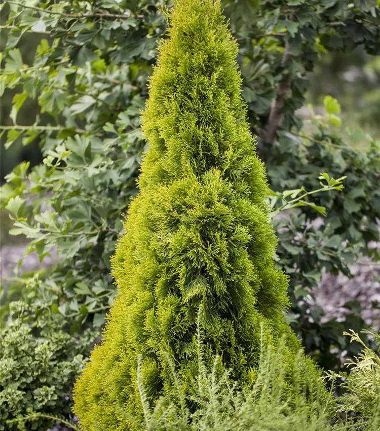 Arbre de Vie 'Golden Smaragd'