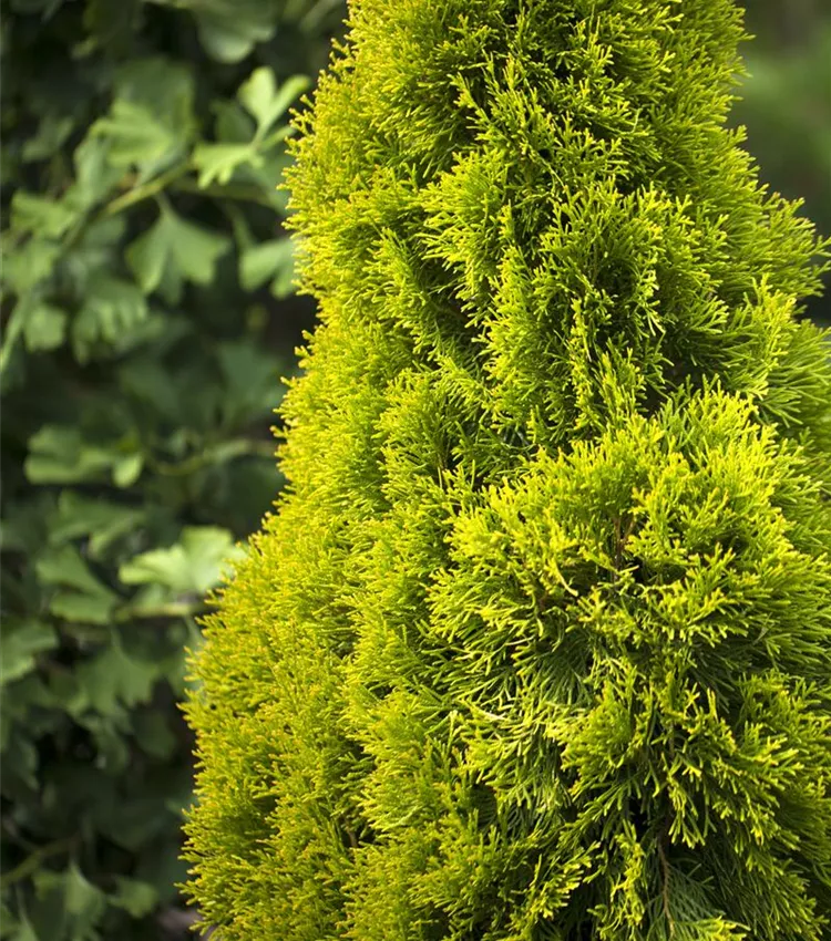Arbre de Vie 'Golden Smaragd'