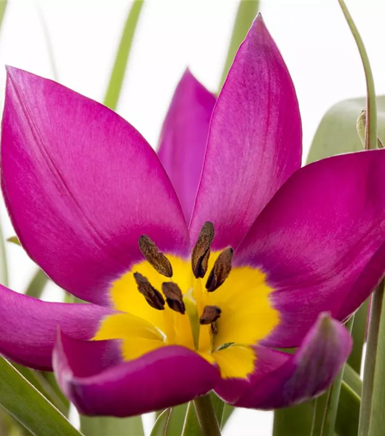 Wildtulpe 'Persian Pearl'