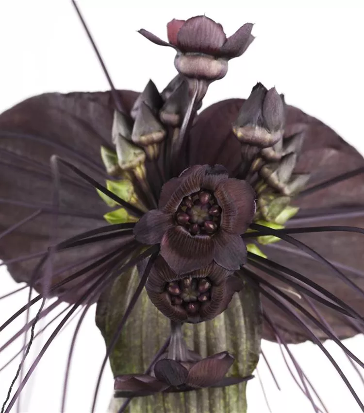 Plante chauve-souris