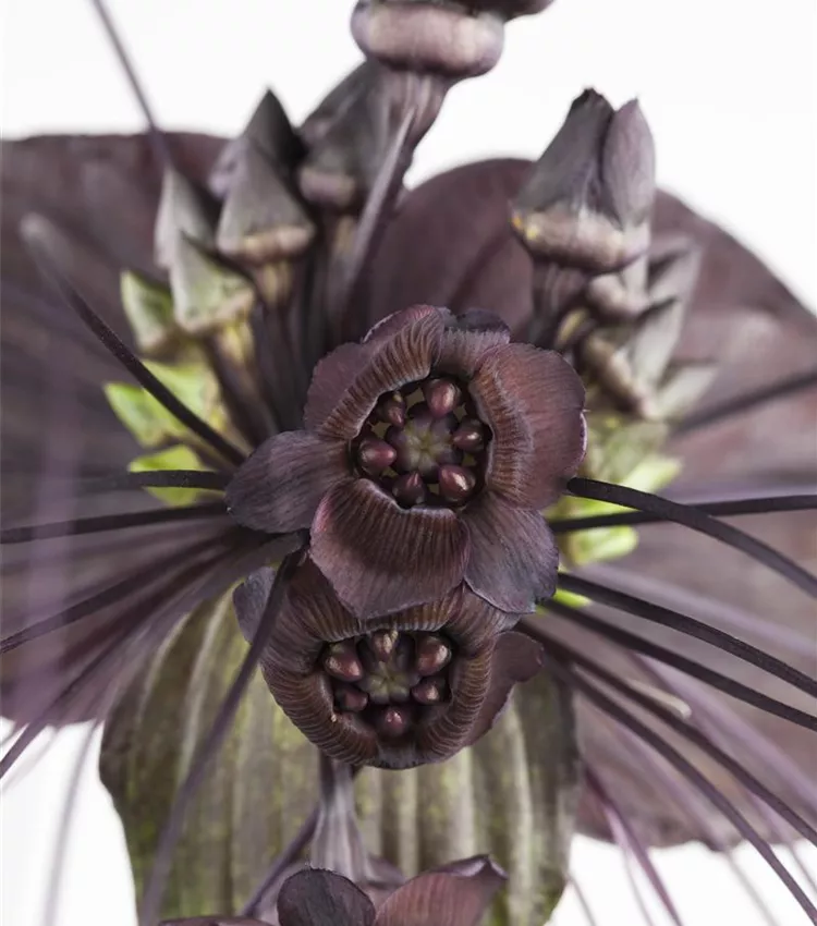 Plante chauve-souris