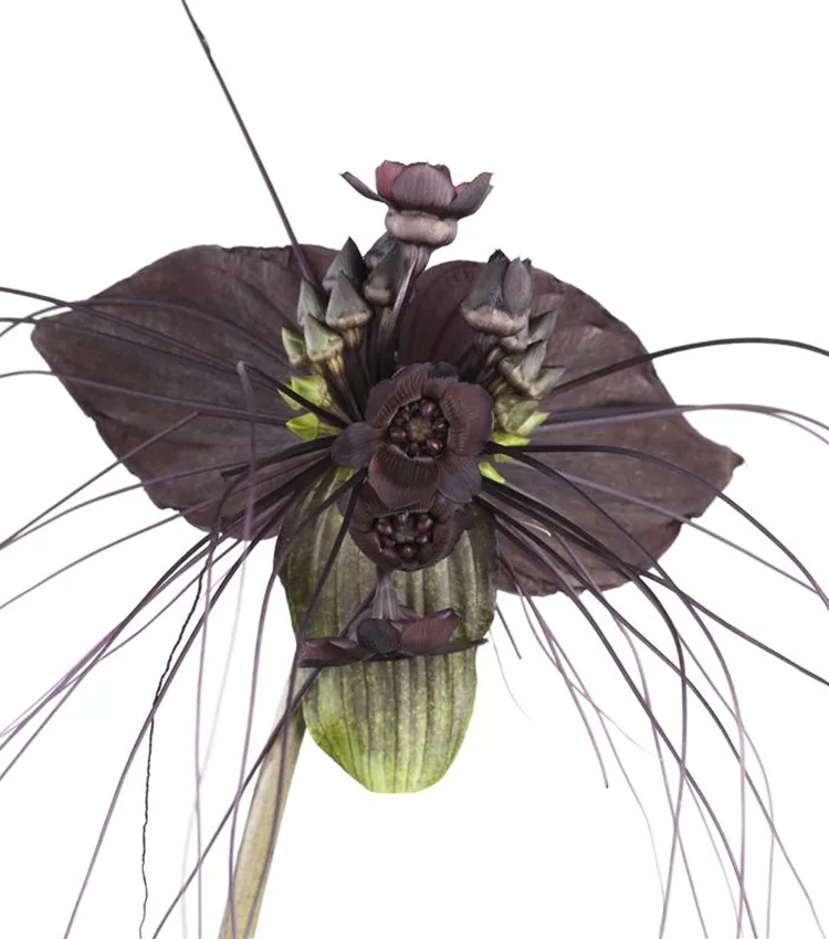 Plante chauve-souris
