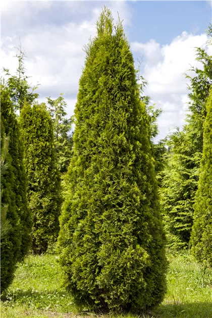thuja zimmerpflanze Thuja occidentalis 'Brabant' Konifere (Lebensbaum) | 100-125 cm im Topf main image 0