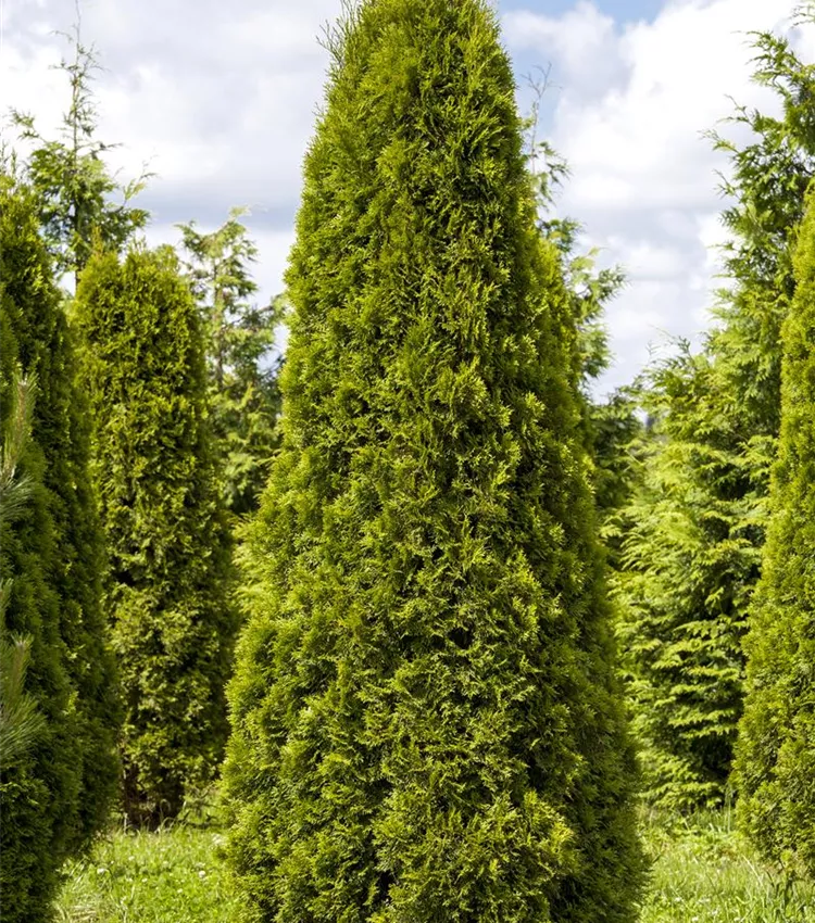 Thuja occidentalis 'Smaragd', Lebensbaum 'Smaragd' | RICOTER  Erdaufbereitung AG