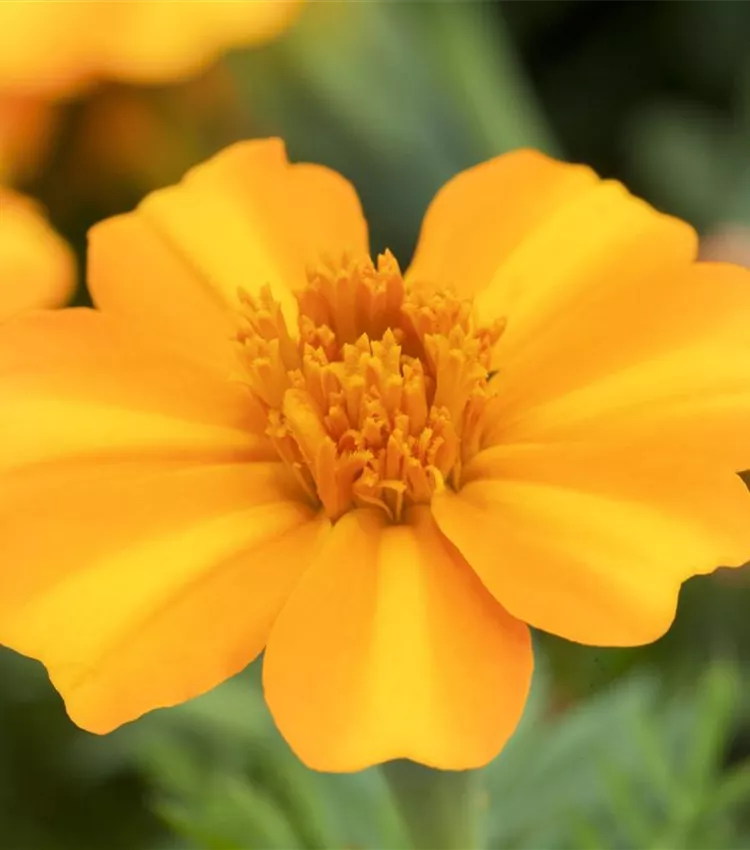 Rose d'Inde