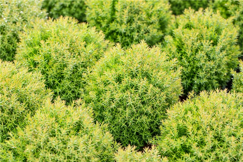 Thuja occidentalis 'Teddy', Kuschellebensbaum 'Teddy' | RICOTER  Erdaufbereitung AG