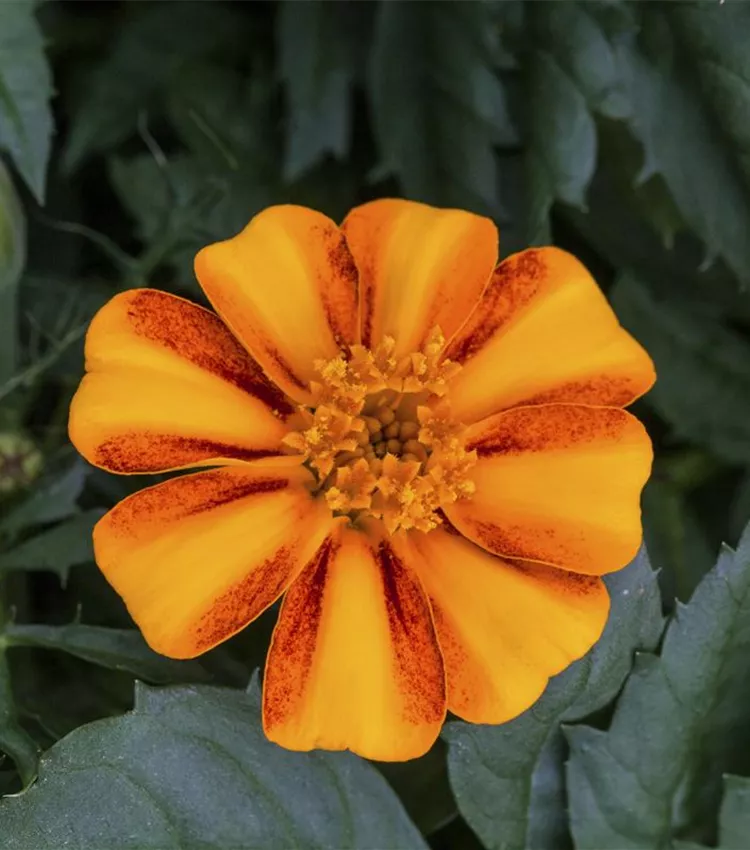 Rose d'Inde