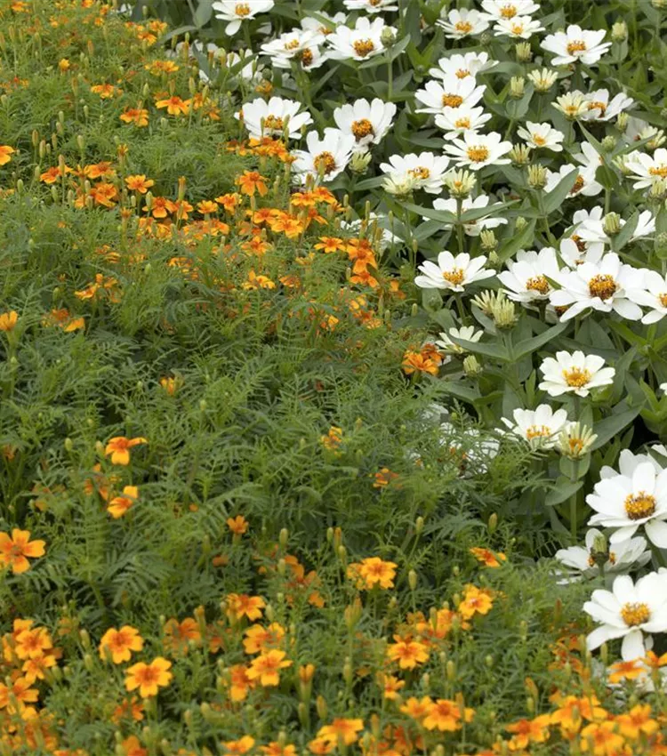 Feinblatt-Studentenblume