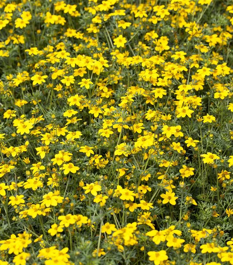 Feinblatt-Studentenblume