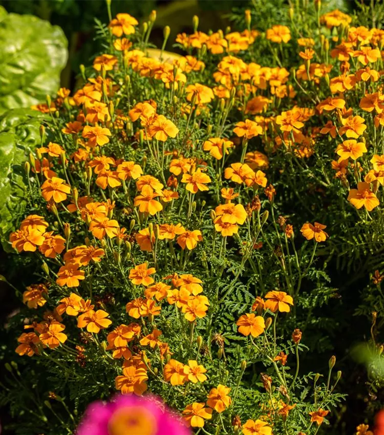 Feinblatt-Studentenblume