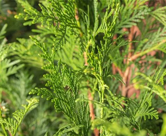 Thuja plicata 'Atrovirens'