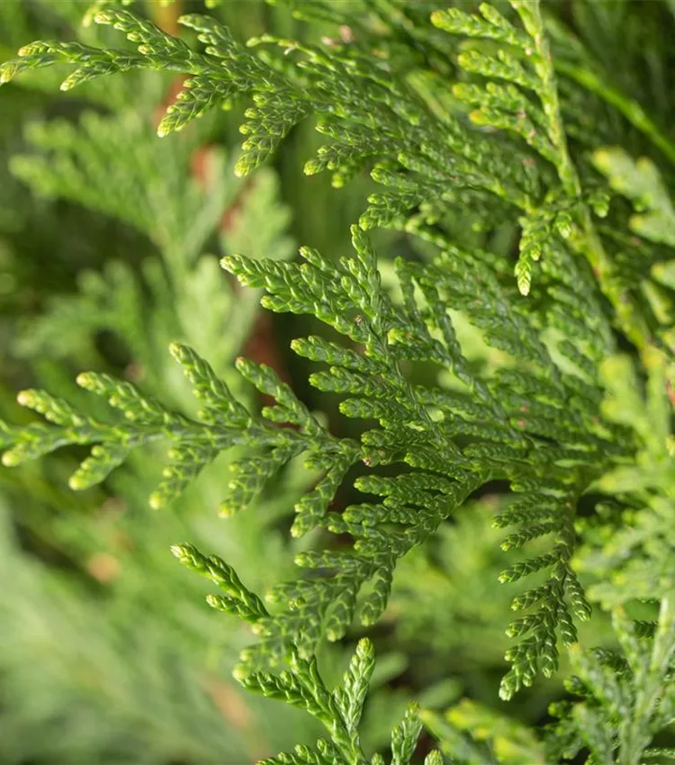 Thuja plicata 'Atrovirens'