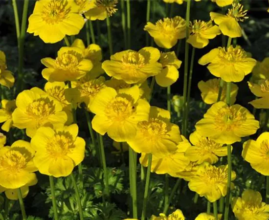 Trollius pumilus Trollius pumilus