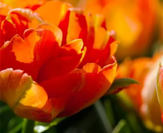 Tulipa 'Monte Orange'