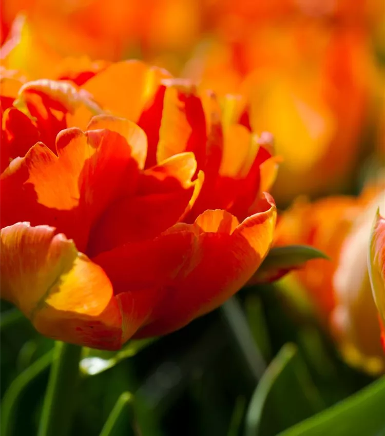 Tulipe 'Monte Orange'
