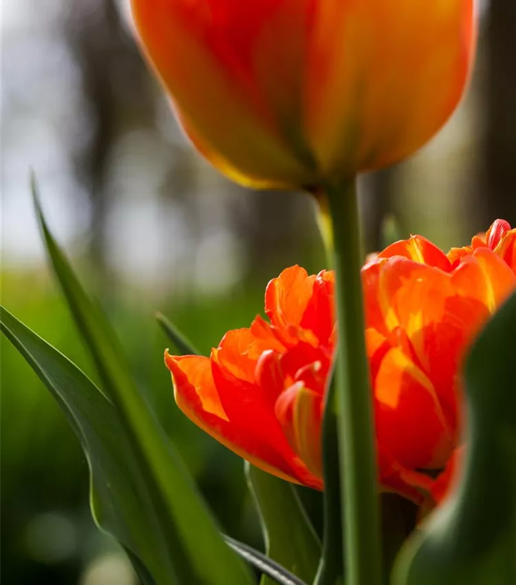 Tulipe 'Monte Orange'