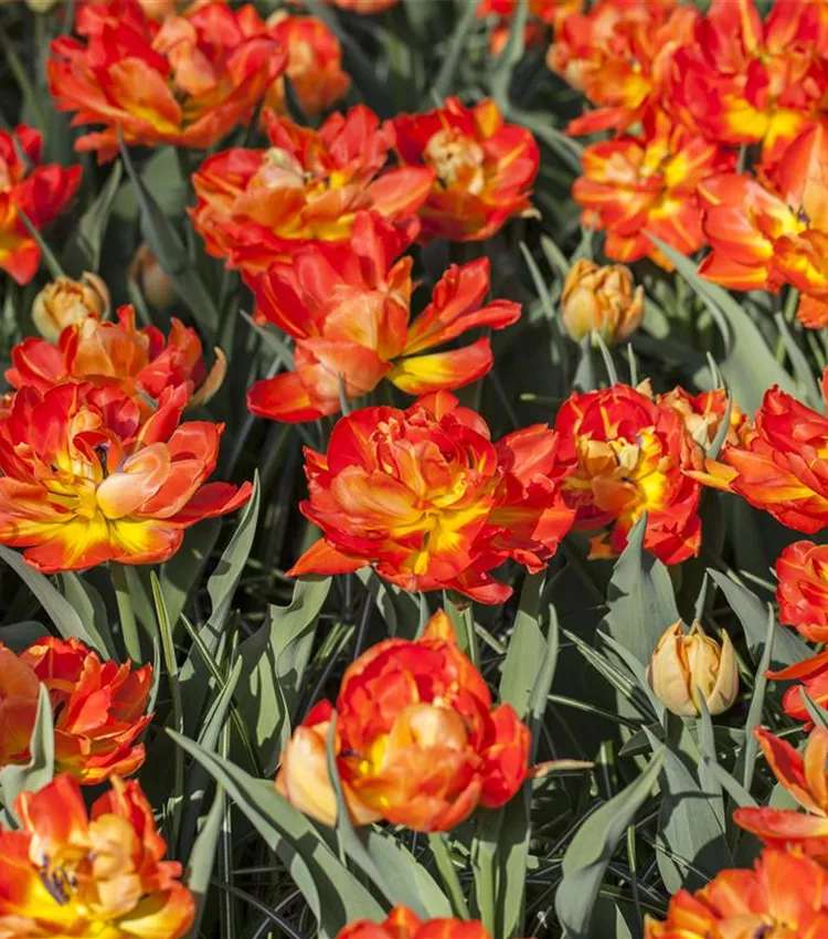 Tulipe 'Monte Orange'