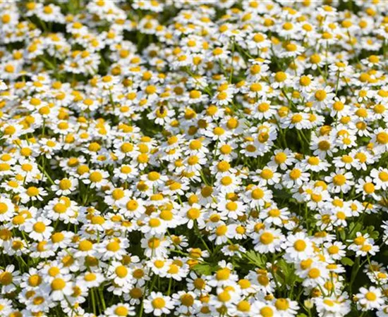 Tanacetum coccineum Tanacetum coccineum