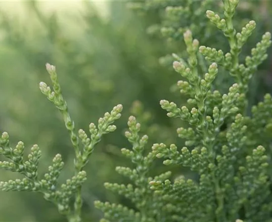 Thuja plicata 'Little Boy'