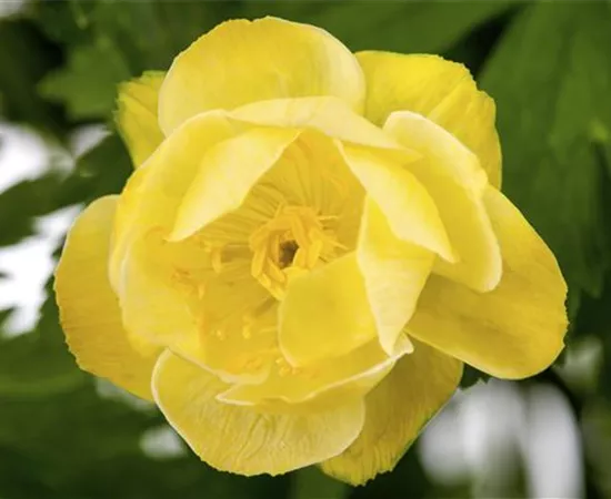 Trollius x cultorum Trollius x cultorum