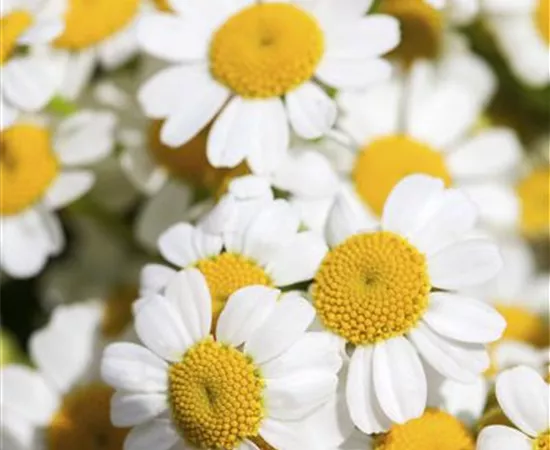 Tanacetum corymbosum Tanacetum corymbosum