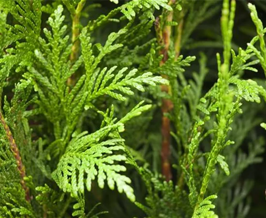 Thuja plicata 'Martin'