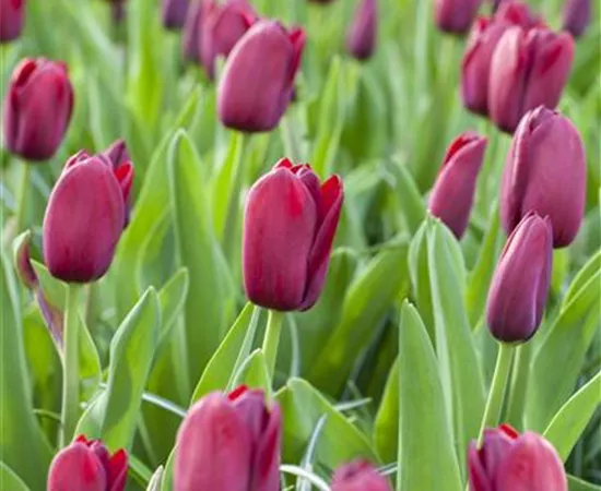 Tulipa 'National Velvet'