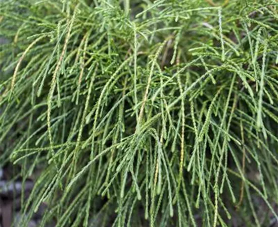 Thuja plicata 'Whipcord'