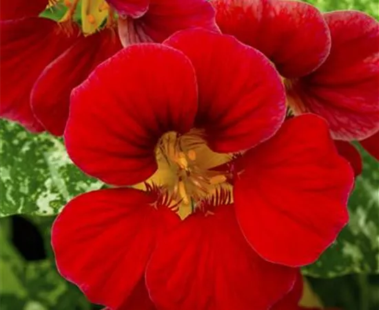 Tropaeolum majus Tropaeolum majus