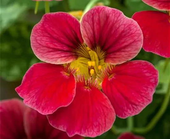 Tropaeolum majus 'Alaska Raspberry' Tropaeolum majus 'Alaska Raspberry'