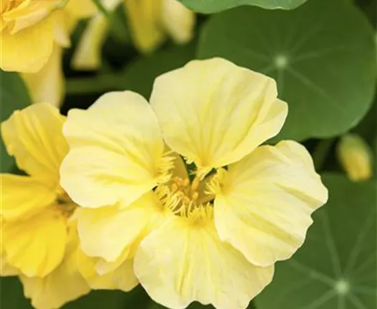 Tropaeolum majus 'Double Delight Cream' Tropaeolum majus 'Double Delight Cream'