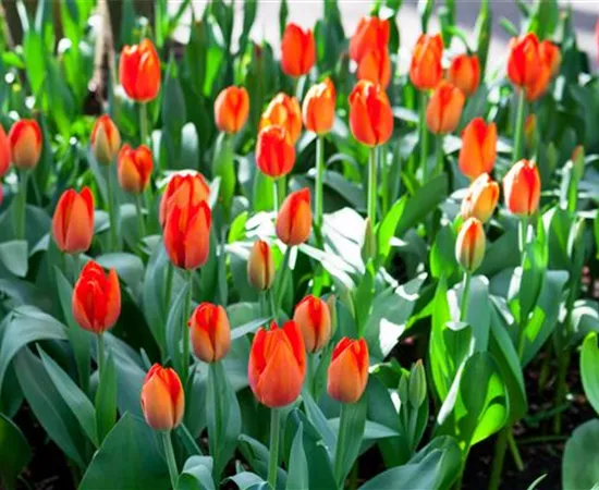 Tulipa 'Orange Balloon'