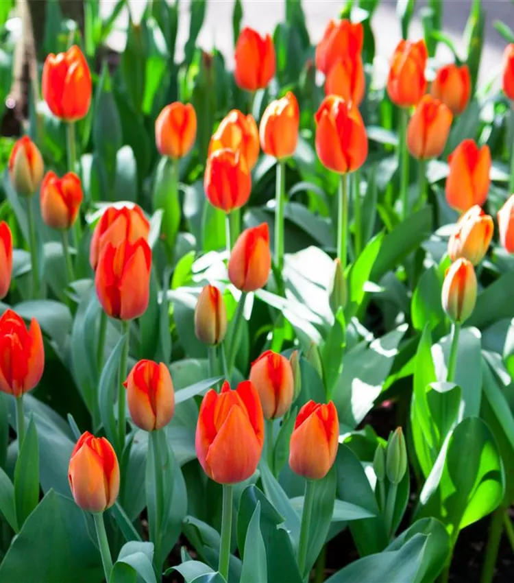 Tulipe 'Orange Balloon'
