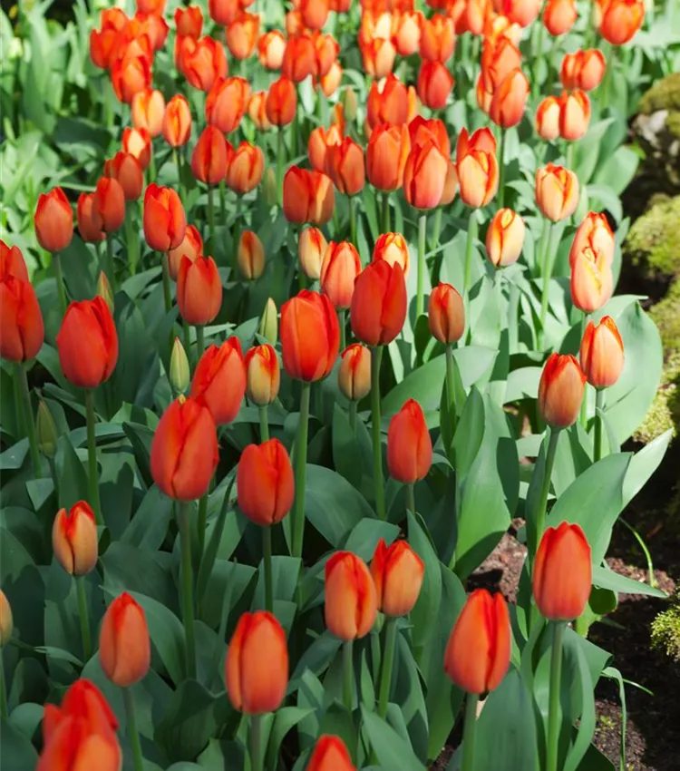 Tulipe 'Orange Balloon'