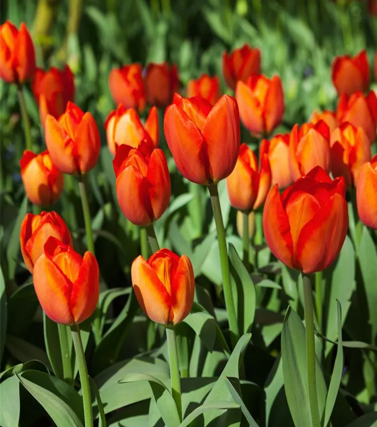 Tulipe 'Orange Balloon'