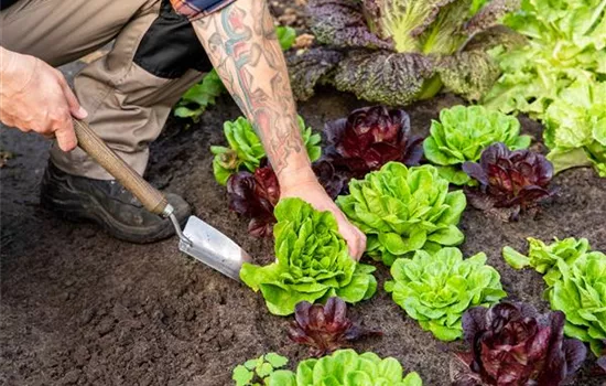 Einen bunten Nutzgarten für die ganze Familie anlegen