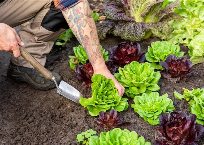 Einen bunten Nutzgarten für die ganze Familie anlegen