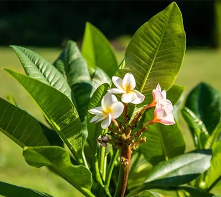 Plantes exotiques et méditerranéennes méridionales pour le balcon et la terrasse