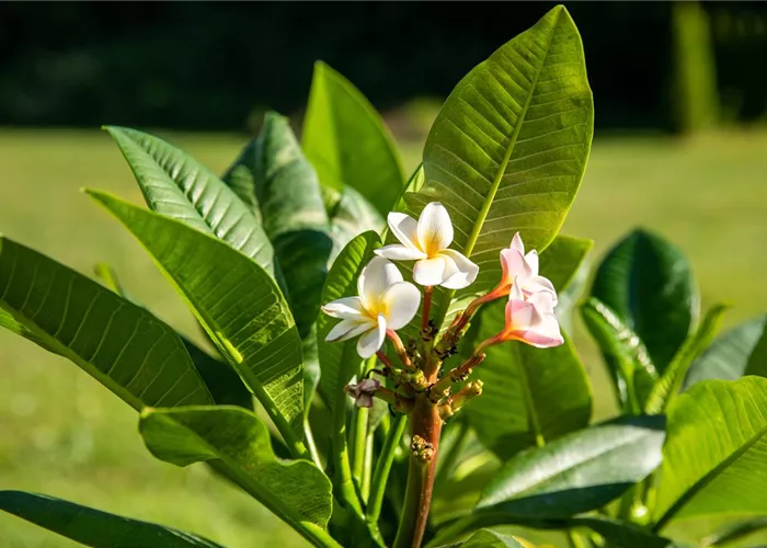Plantes exotiques et méditerranéennes méridionales pour le balcon et la terrasse