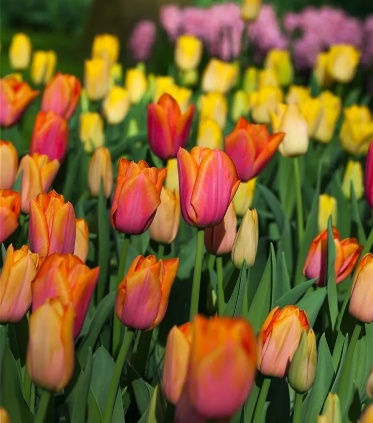 Tulipe 'Orange Dynasty'
