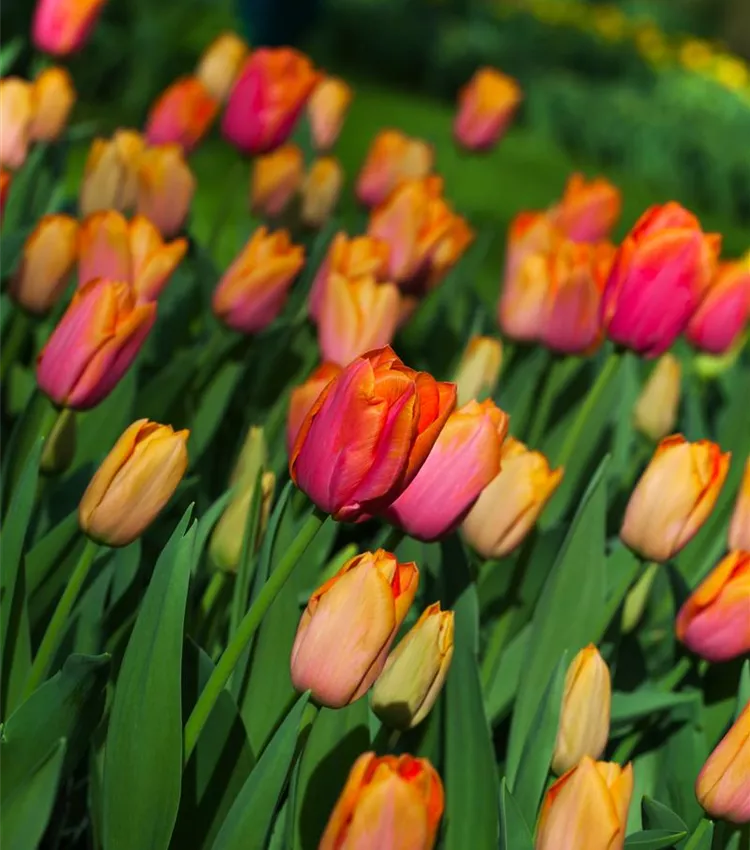 Tulipe 'Orange Dynasty'