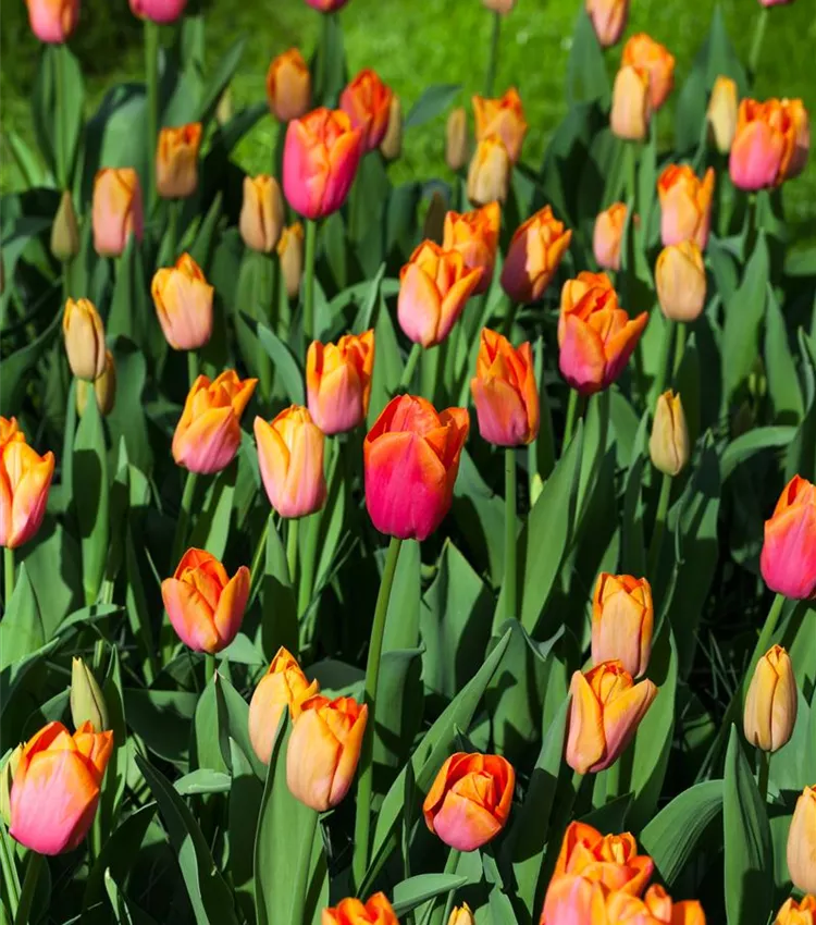 Tulipe 'Orange Dynasty'