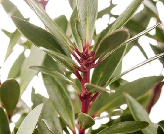 Tasmannia lanceolata
