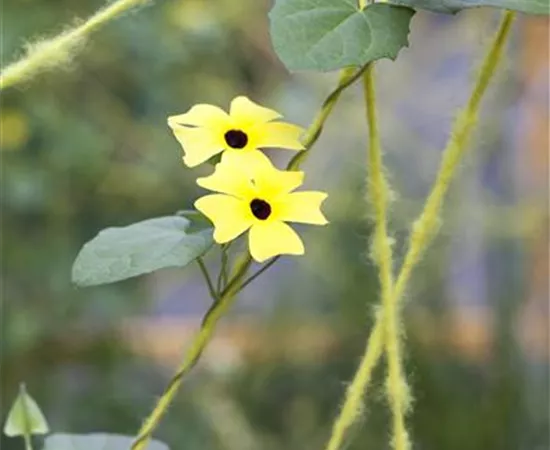 Thunbergia alata Thunbergia alata