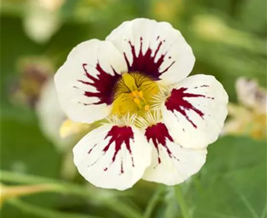 Tropaeolum majus 'Orchid Cream'
