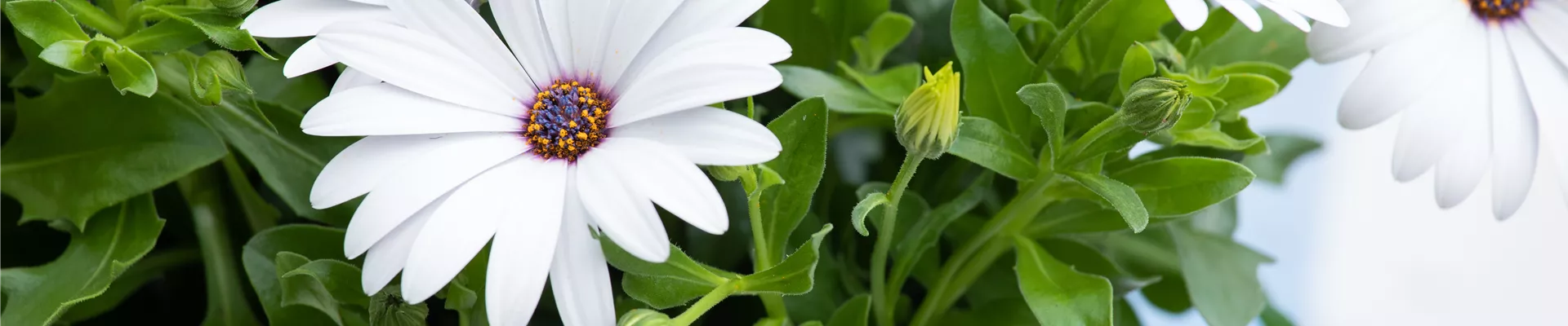 GS623044.jpg GS623044.jpg