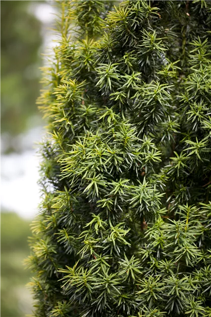 Taxus baccata, Heimische Eibe | RICOTER Erdaufbereitung AG