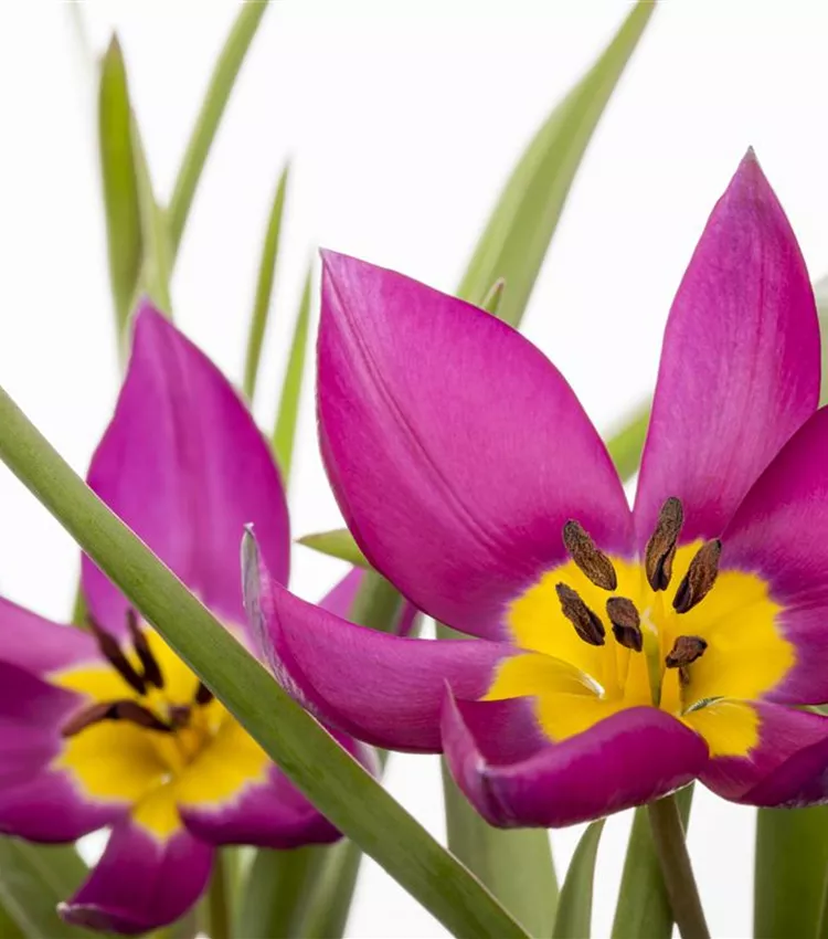 Wildtulpe 'Persian Pearl'