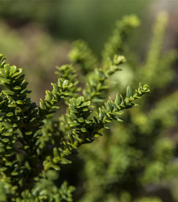 Taxus baccata 'Amersfoort', Eibe 'Amersfoort' | RICOTER Erdaufbereitung AG