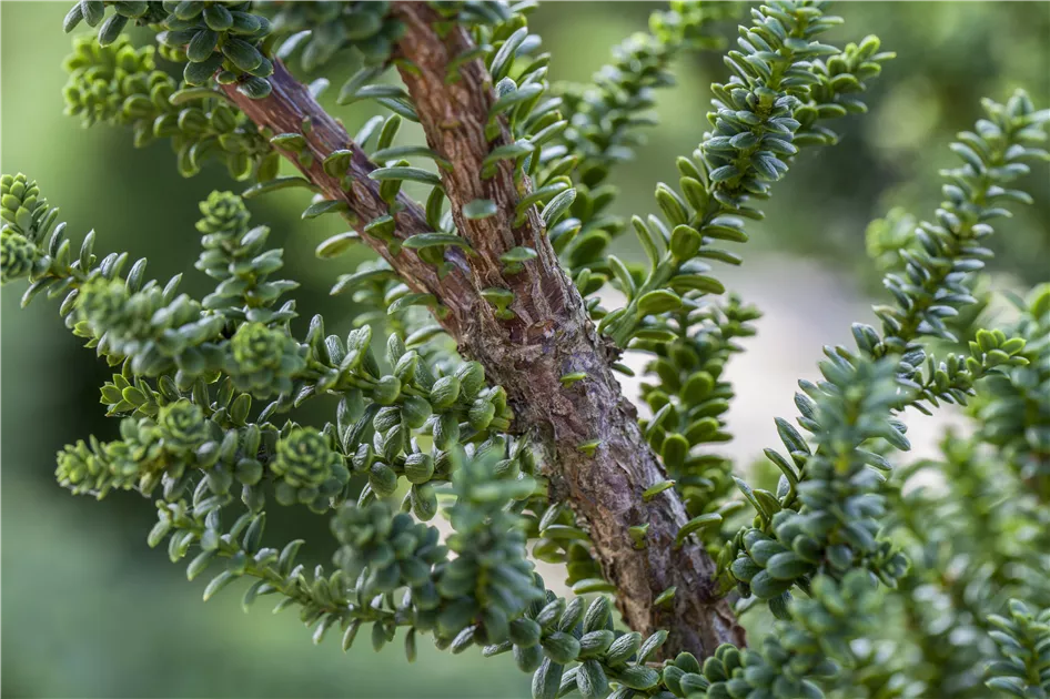 ficus pumila zimmerpflanze Ficus pumila 'Kletterfeige' | Ungewöhnliche Zimmerpflanzen online kaufen main image 0